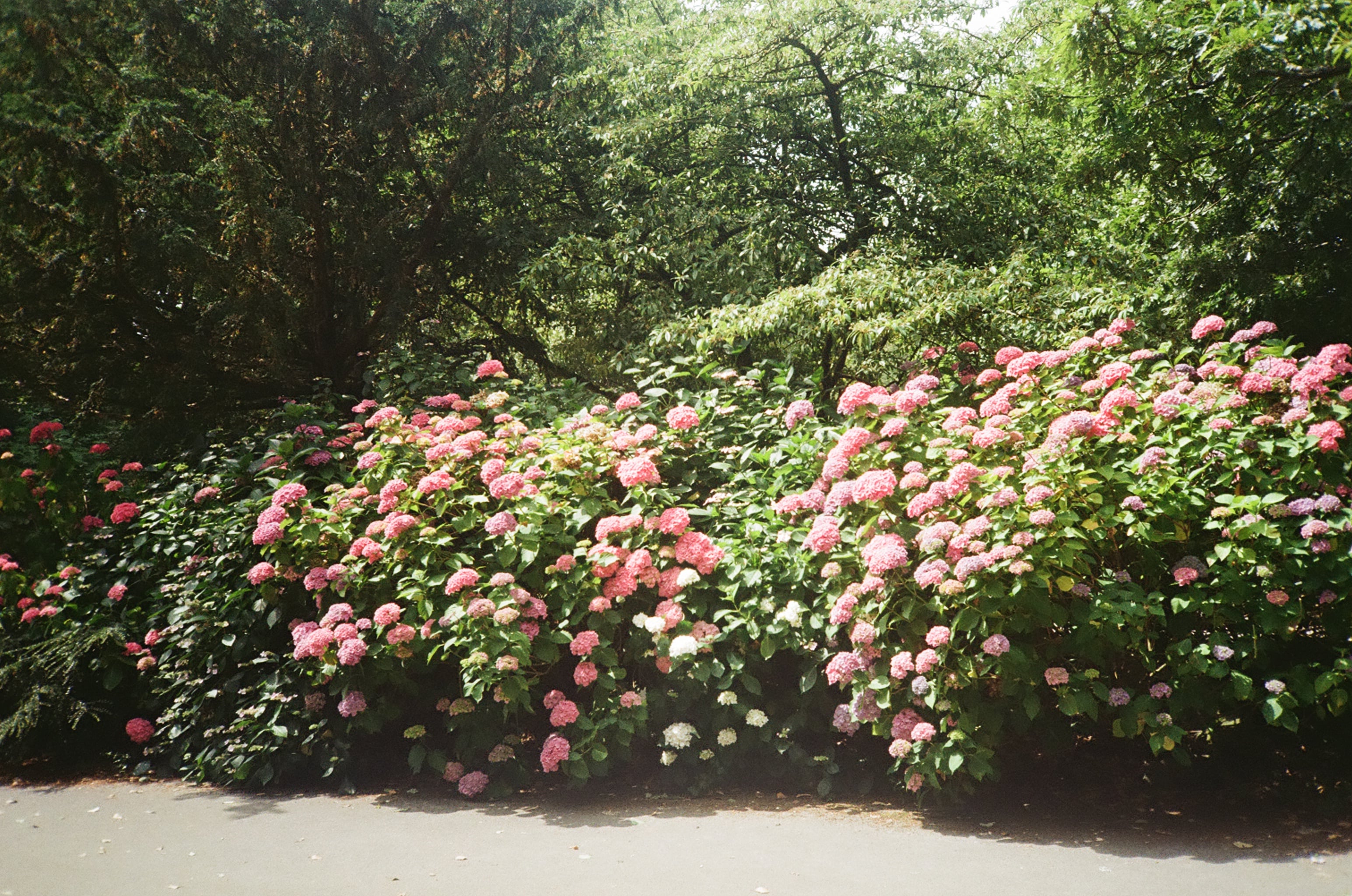 A hedge in pink and white flower