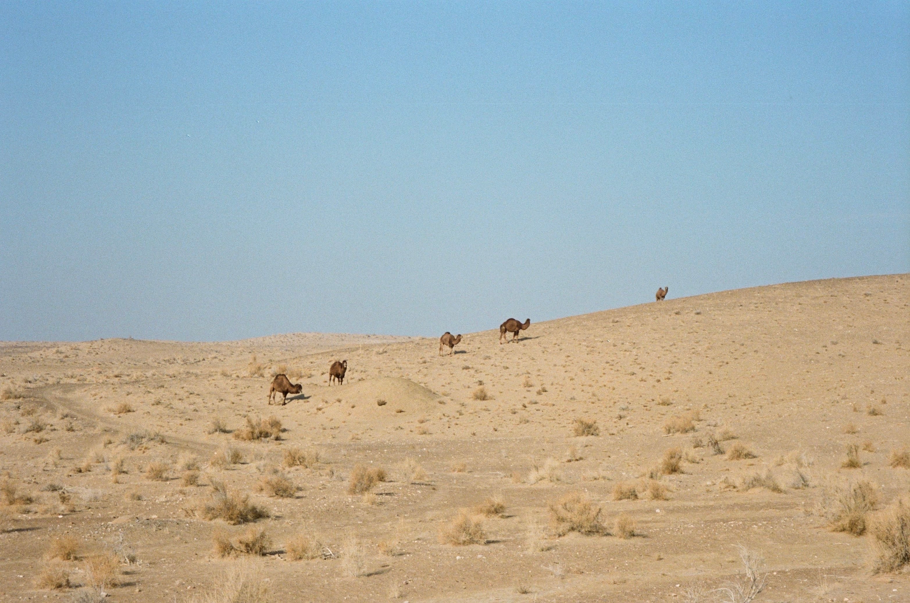 A wide, empty steppe with small figures far off