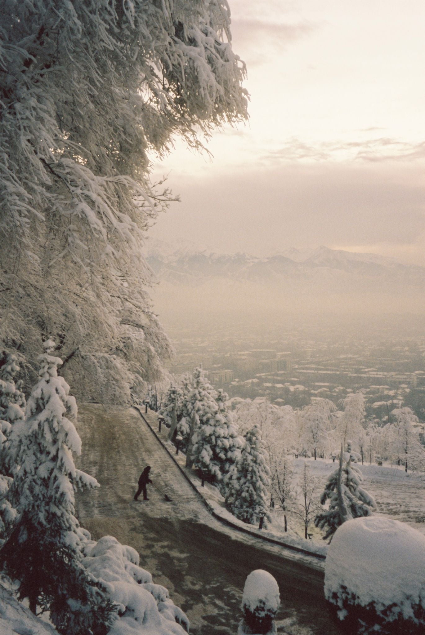 Snow-laden trees above a misty valley